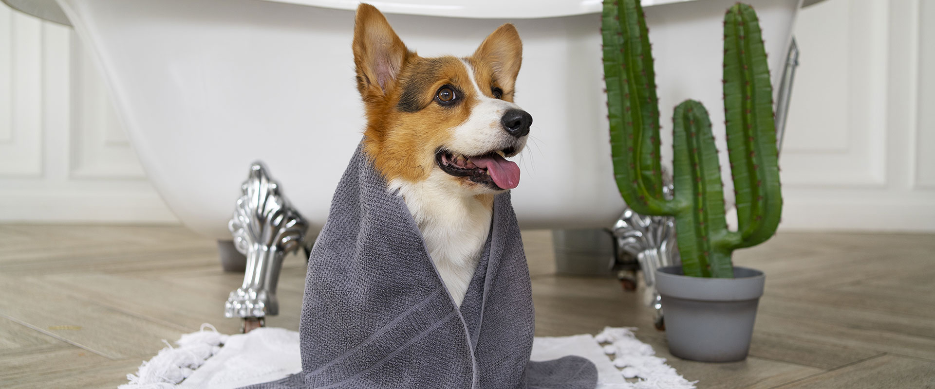 Peignoir pour chien – Broderie Joggeuse